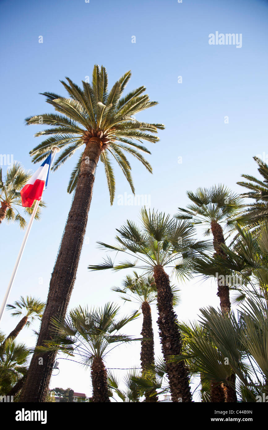 Drapeau français sur le poteau à côté de palmiers, Banque D'Images