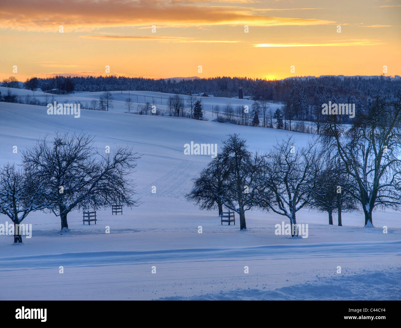 Bettmeralp, Kusnacht, les arbres fruitiers, la neige, le canton de Zurich, l'hiver, les champs, Suisse Banque D'Images