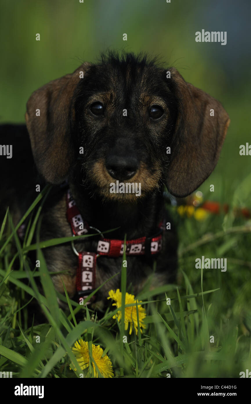 Teckel à poil dur (Canis lupus familiaris). Jeune chien dans l'herbe. Banque D'Images