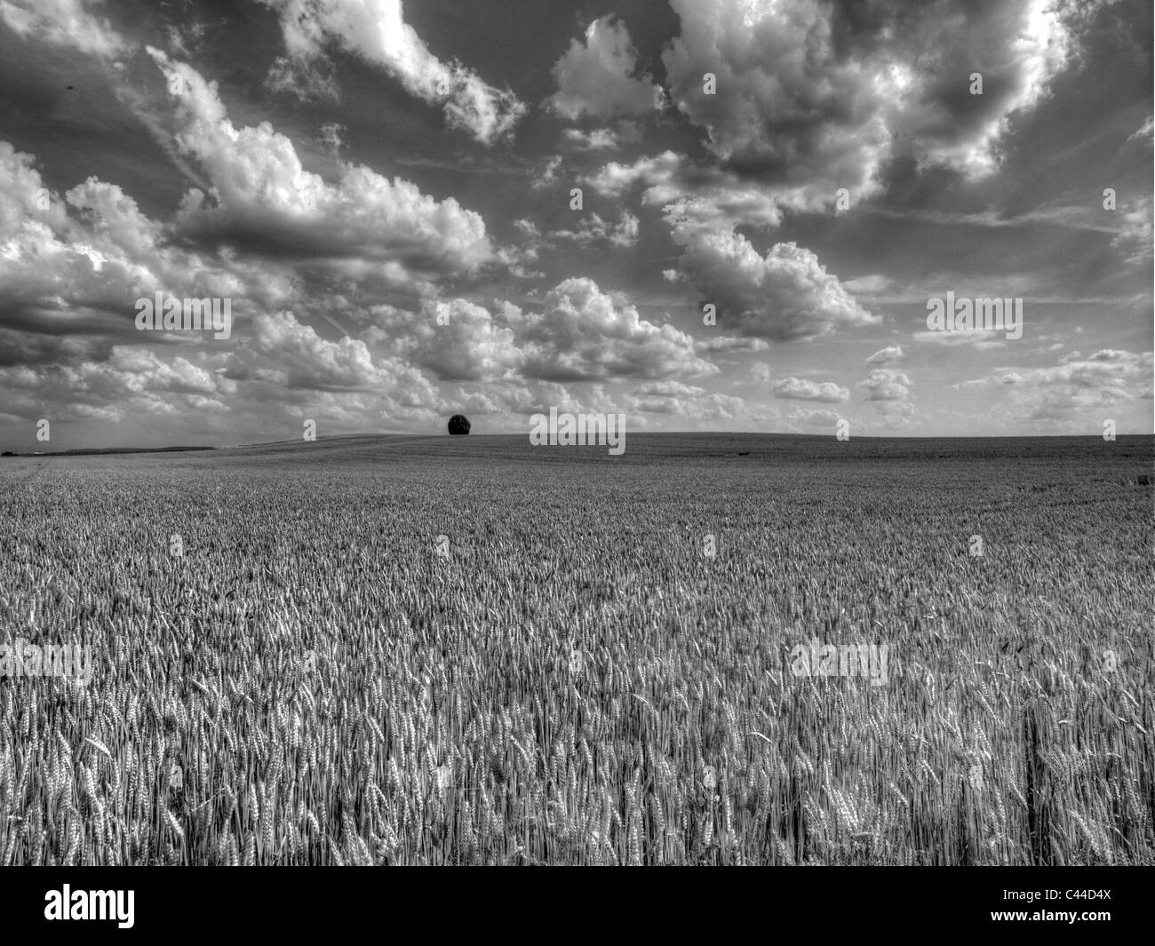 Tilleul, noir et blanc, champ de blé, nuages, Bülach, blé, champ, le canton de Zurich, Suisse Banque D'Images