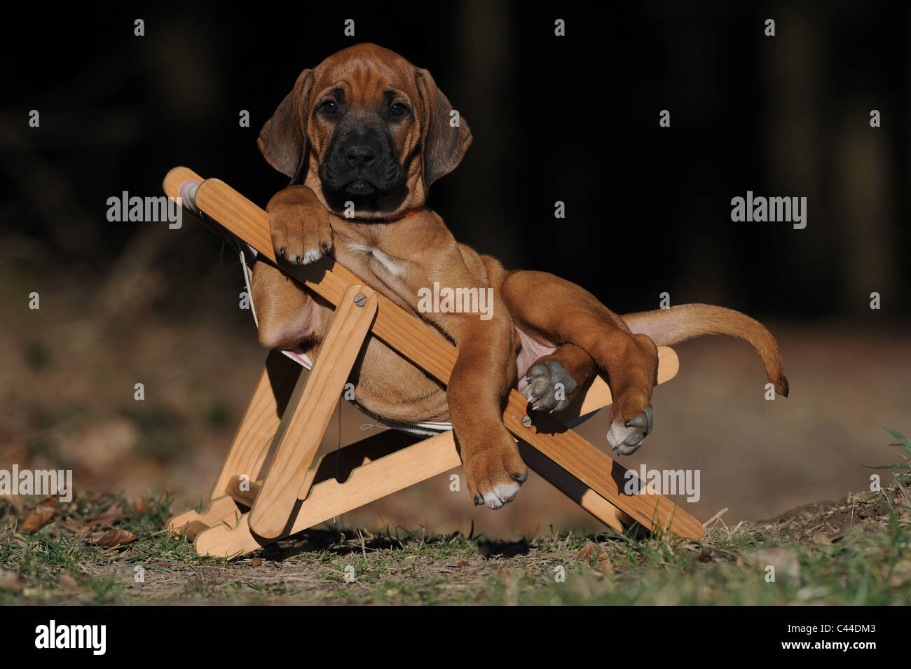 Le Rhodesian Ridgeback (Canis lupus familiaris). Se reposant dans un chiot dolls chaise longue. Banque D'Images