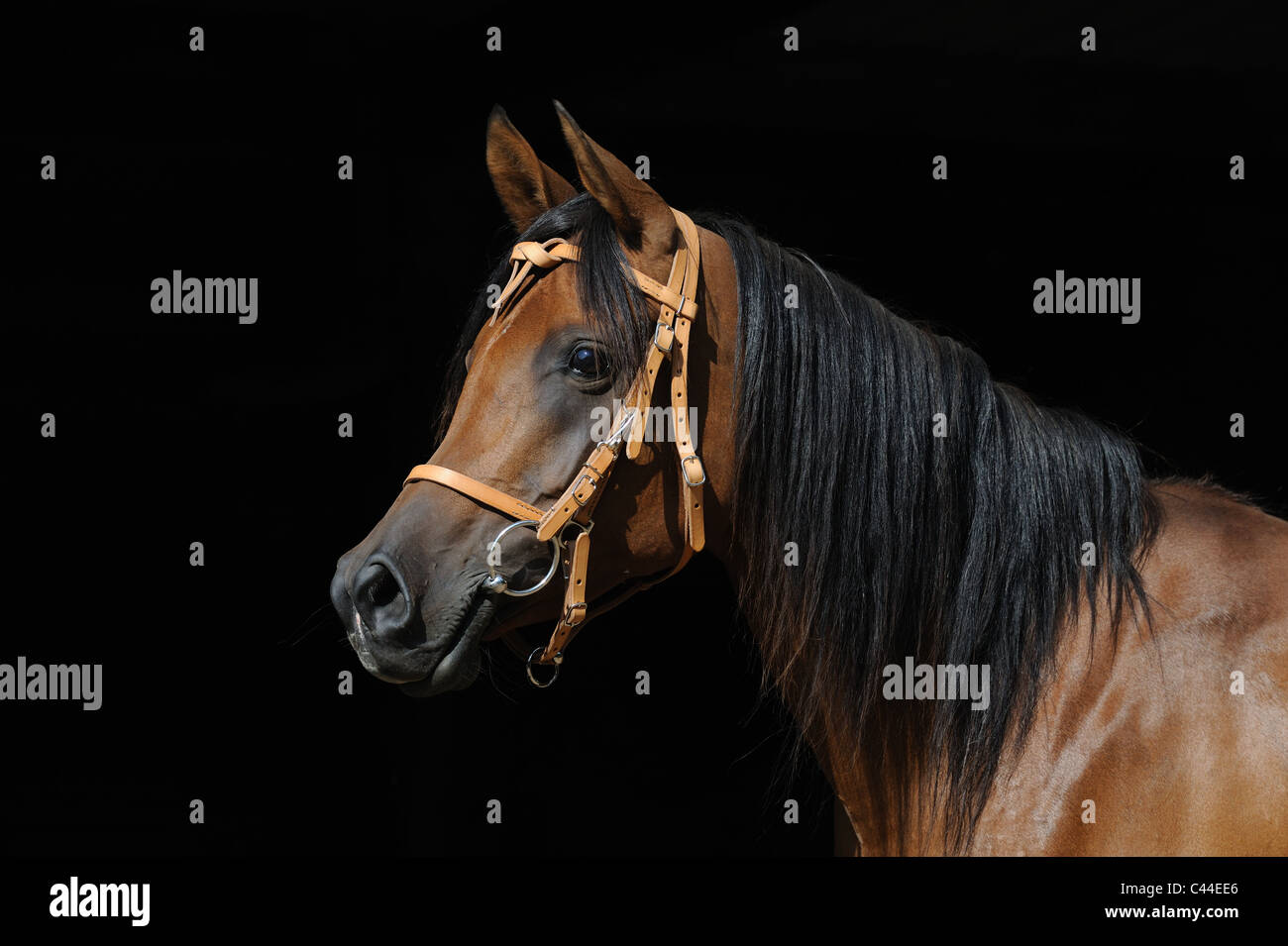 Cheval Arabe pur-sang (Equus ferus caballus), portrait d'une jument baie avec bride et snaffle bit. Banque D'Images