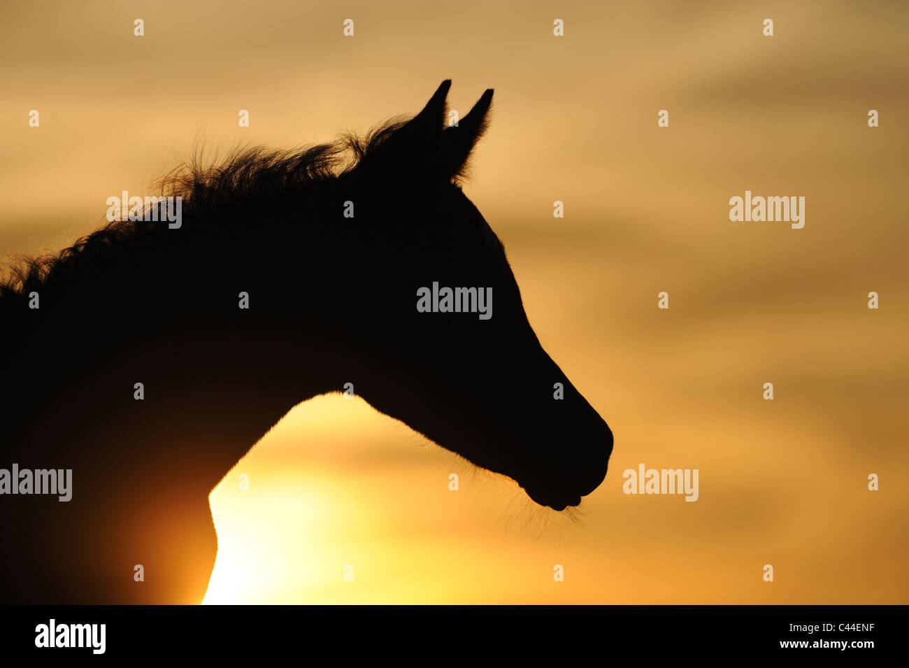 Cheval Arabe pur-sang (Equus ferus caballus). Poulain silhouetté contre le soleil couchant. Banque D'Images