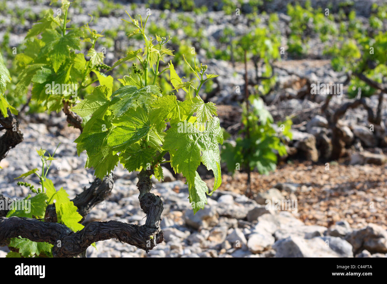 Primosten célèbre vignoble entre les clôtures en pierre Banque D'Images