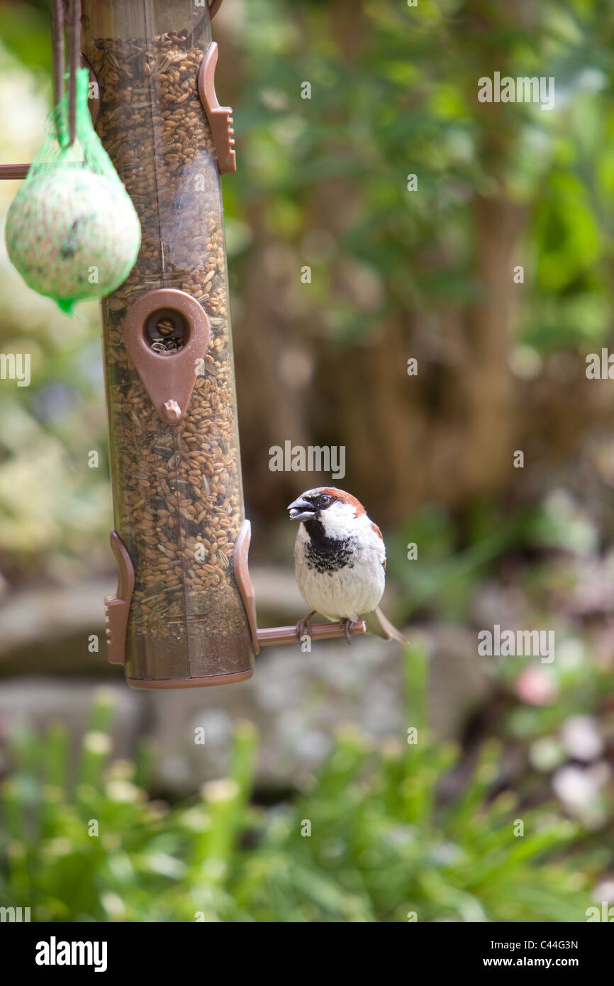 Les écrous de graines alimentaires Sparrow alimentation jardin Montrose Angus Scotland UK Banque D'Images