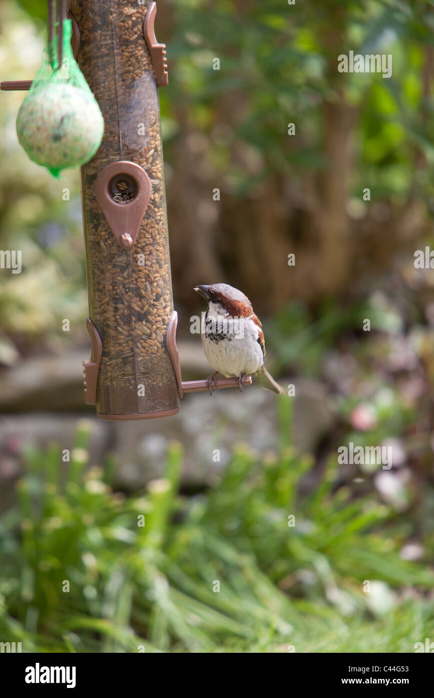 Les écrous de graines alimentaires Sparrow alimentation jardin Montrose Angus Scotland UK Banque D'Images