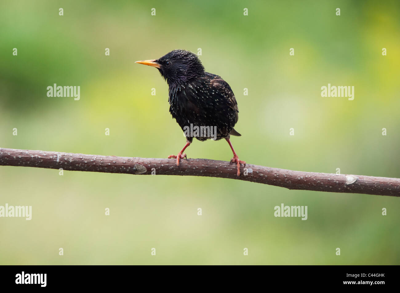 L'Étourneau sansonnet (Sturnus vulgaris) perché sur une branche Banque D'Images