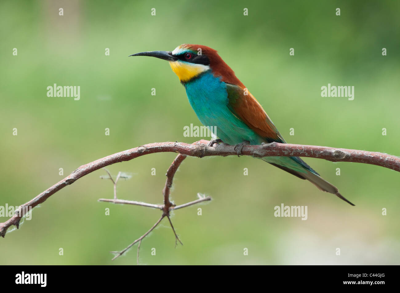 Guêpier d'Europe se percher sur une branche Banque D'Images