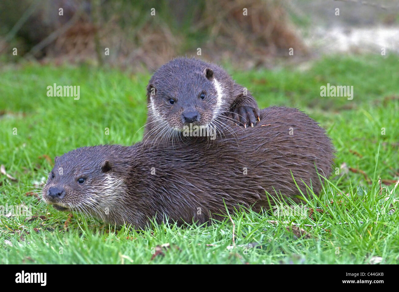 Paire DE RESSORT DE LA LOUTRE LUTRA LUTRA Banque D'Images