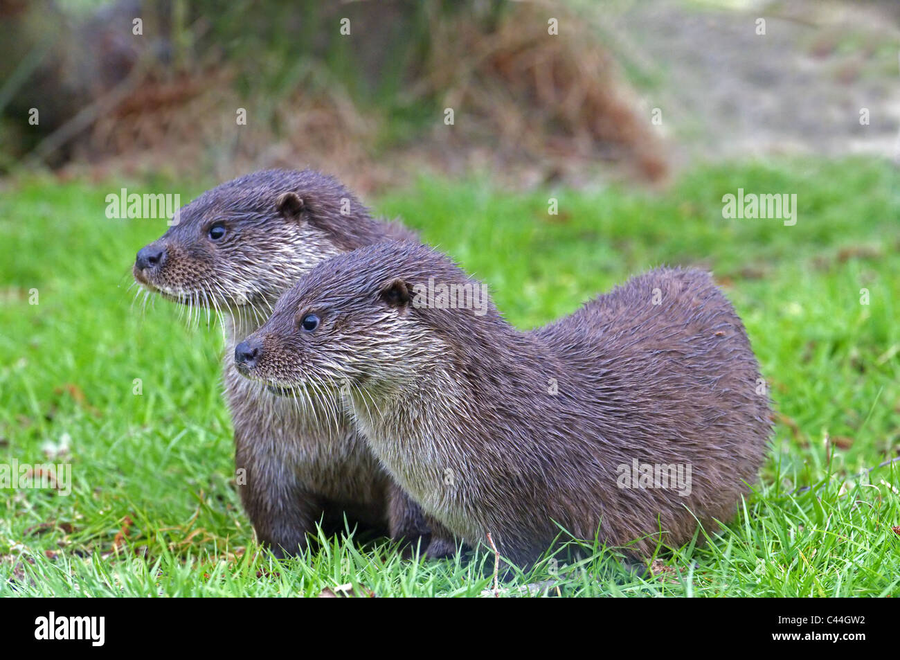 Paire DE RESSORT DE LA LOUTRE LUTRA LUTRA Banque D'Images