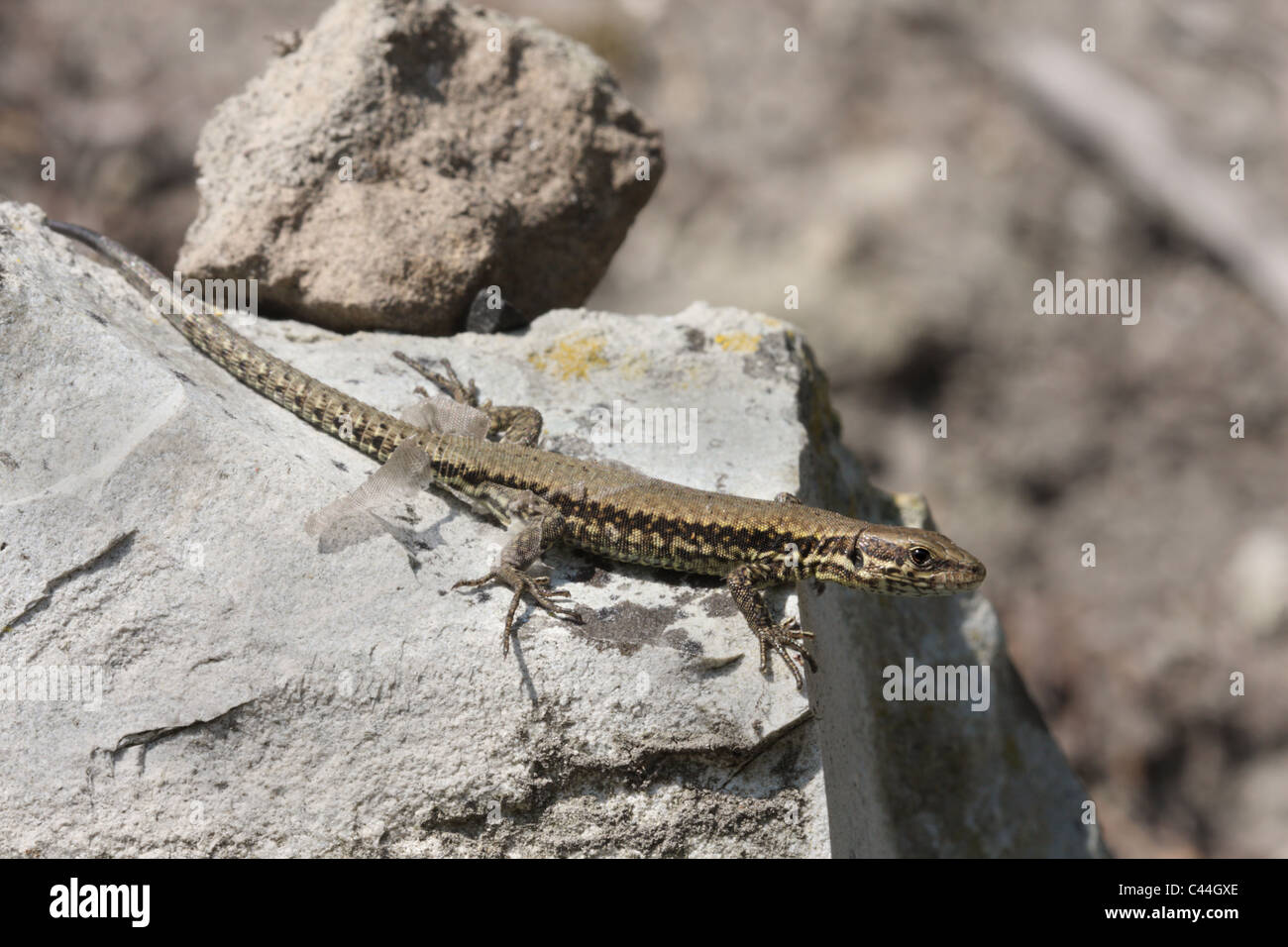 Lézard des murailles en projetant sa peau, Podarcis muralis Banque D'Images