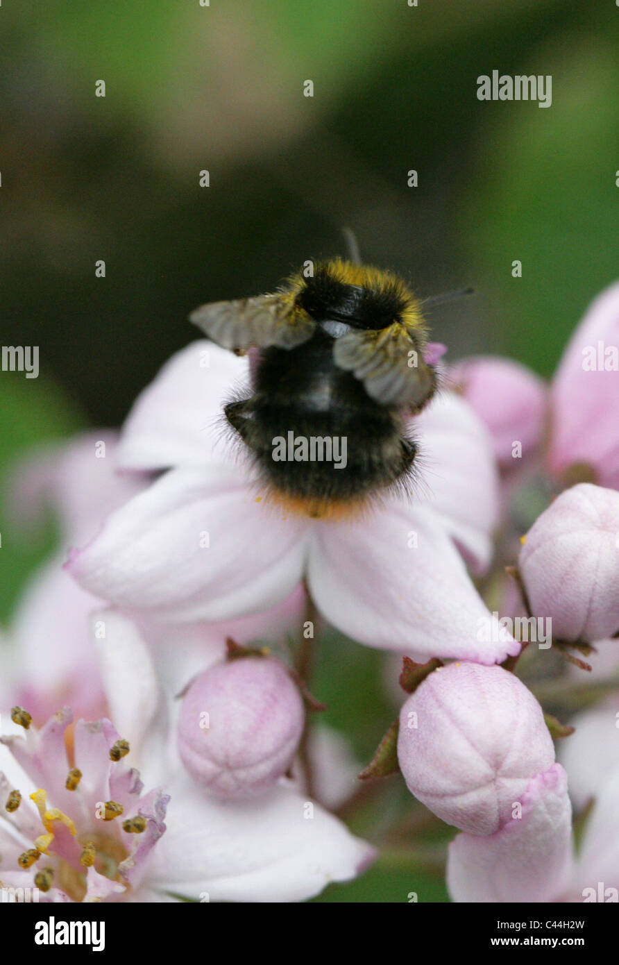 Au début, les bourdons Bombus pratorum, Apidae, Hyménoptères. Travailleur. Banque D'Images