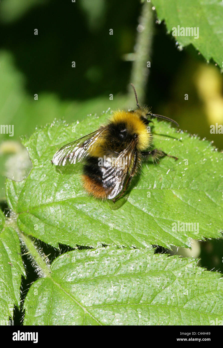 Début de bourdon (Bombus pratorum mâle),, Apinae, Apidae, Apoidea, Apocrita, Hyménoptères. Banque D'Images