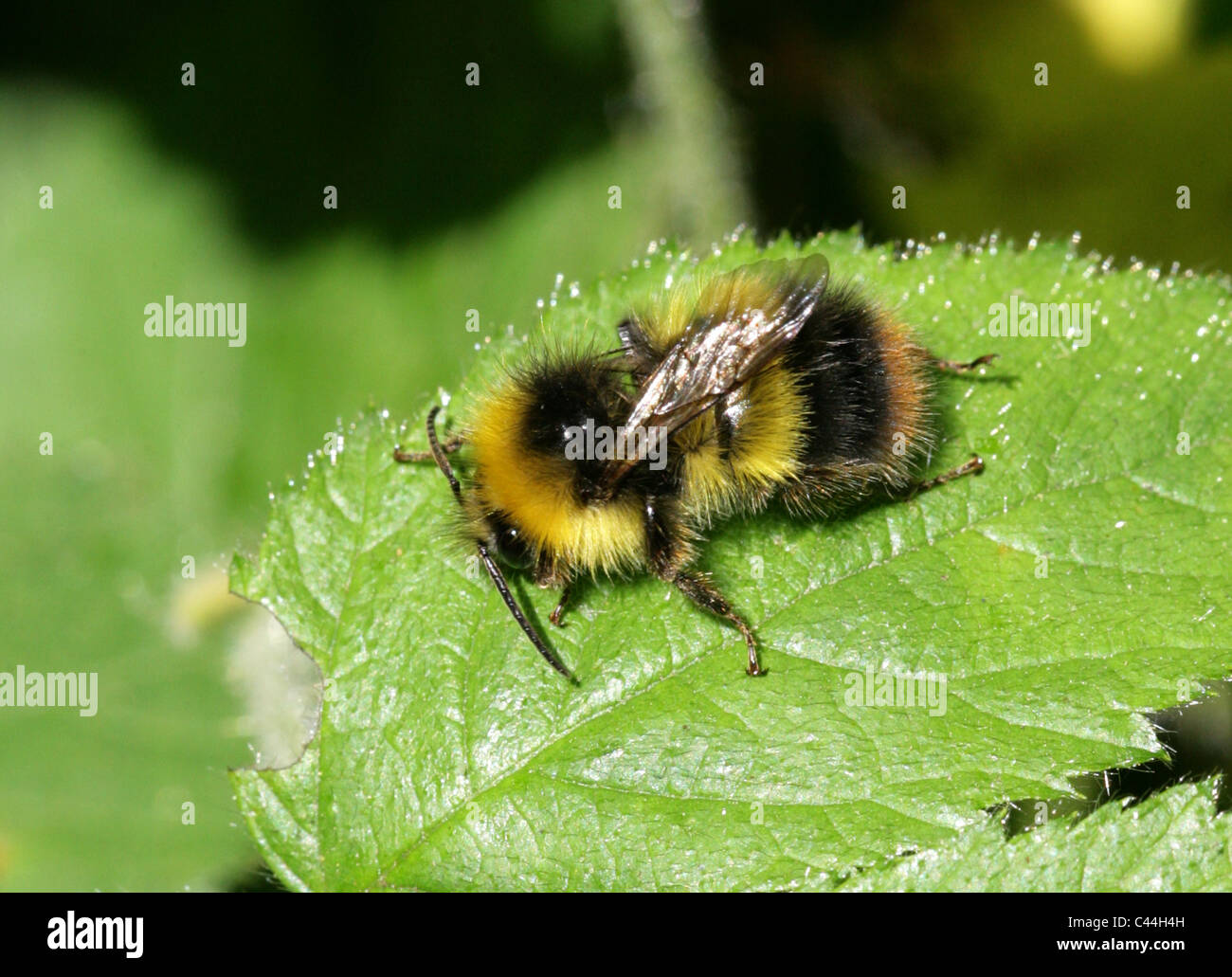 Début de bourdon (Bombus pratorum mâle),, Apinae, Apidae, Apoidea, Apocrita, Hyménoptères. Banque D'Images