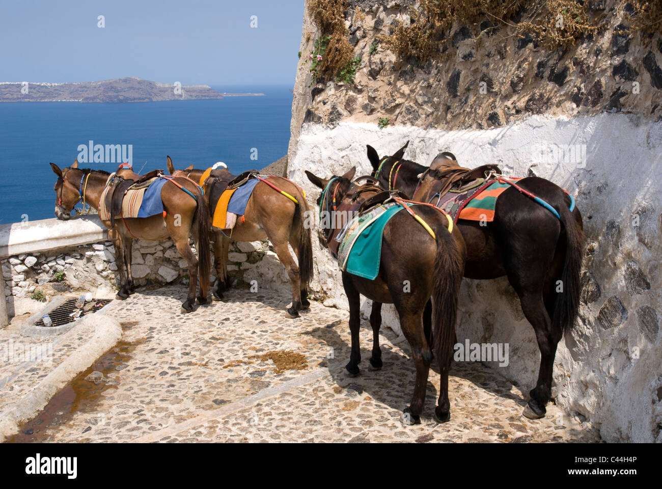 Grèce, Santorin, Fira. Mules ayant une sieste avant de descendre un chemin d'accès à un port en dessous de la falaise, ville de Fira, Santorin Banque D'Images