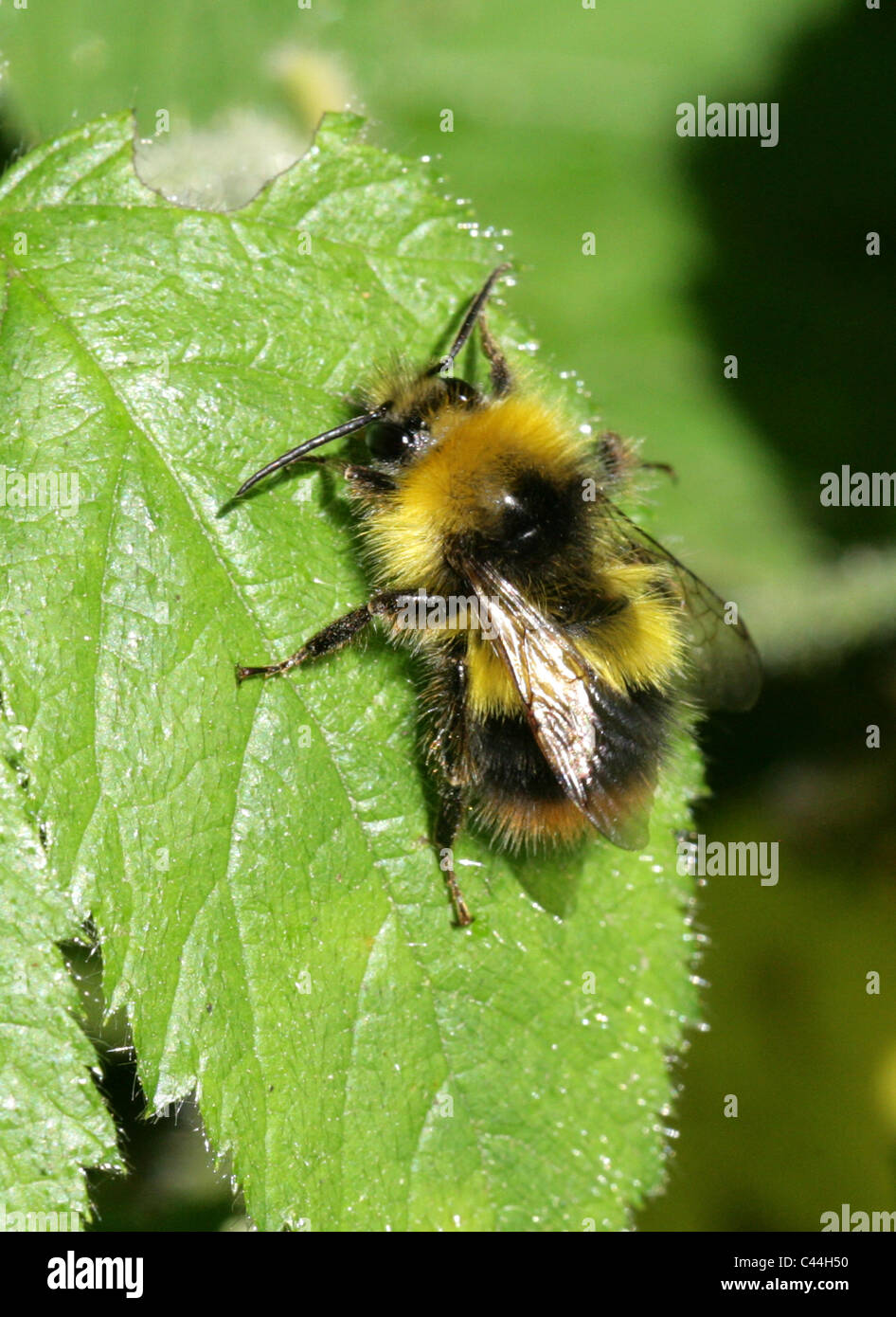 Début de bourdon (Bombus pratorum mâle),, Apinae, Apidae, Apoidea, Apocrita, Hyménoptères. Banque D'Images