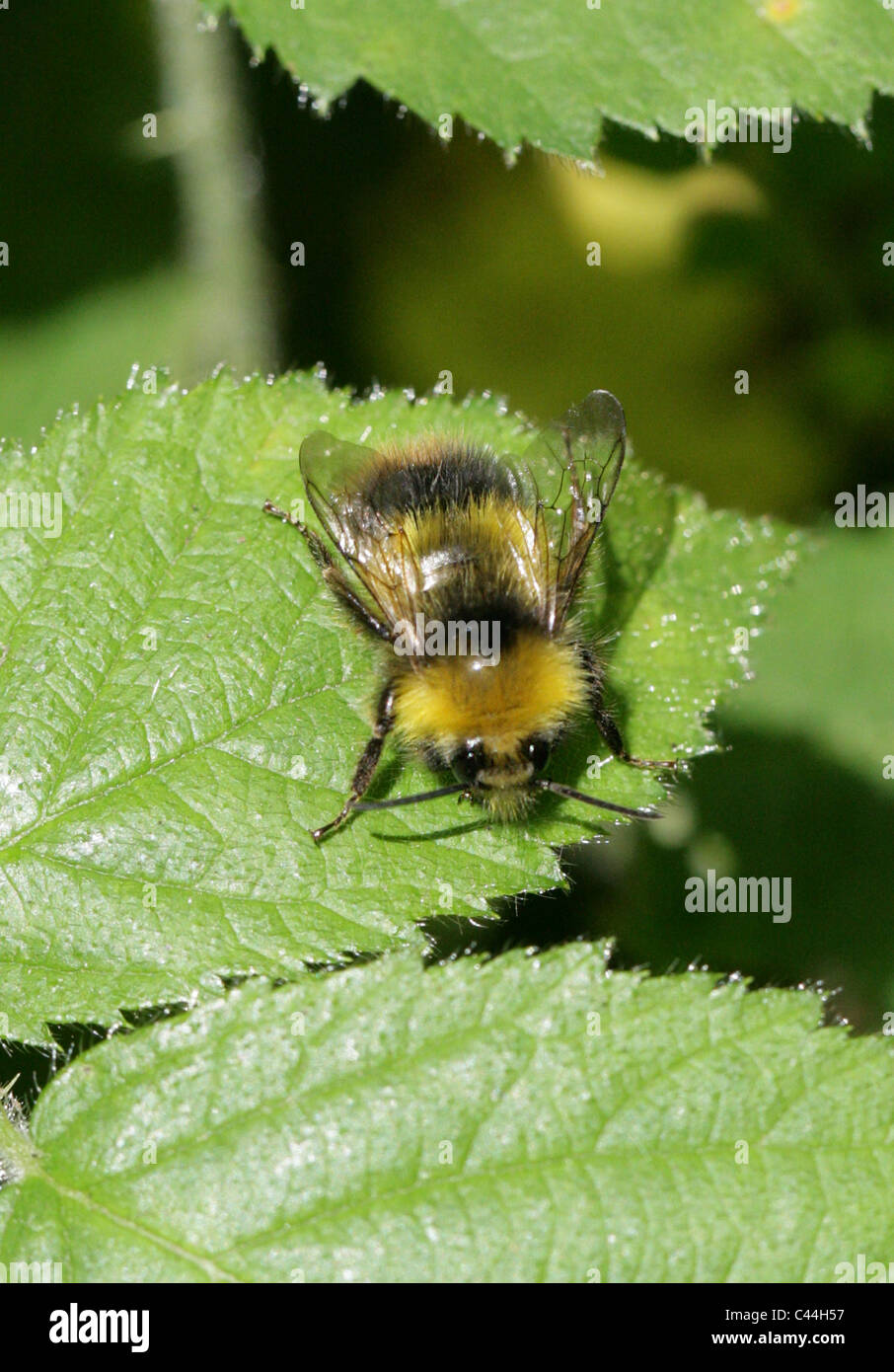 Début de bourdon (Bombus pratorum mâle),, Apinae, Apidae, Apoidea, Apocrita, Hyménoptères. Banque D'Images