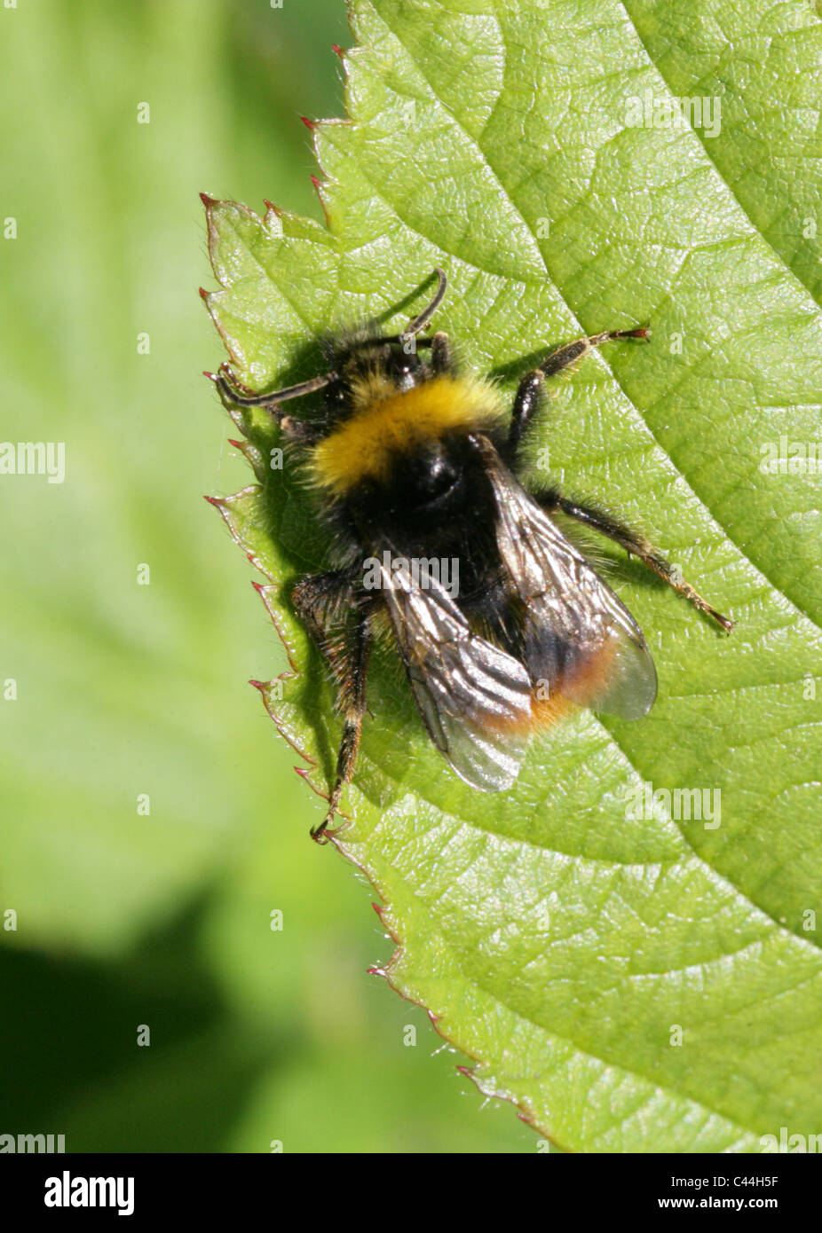 Début de bourdon (Bombus pratorum femelle),, Apinae, Apidae, Apoidea, Apocrita, Hyménoptères. Banque D'Images