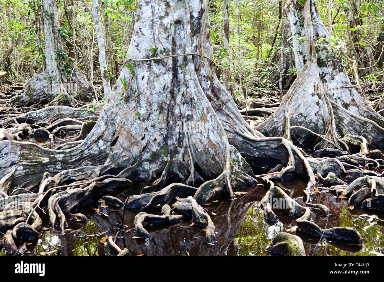 Les racines des arbres de la forêt tropicale, Isla Carenero, Bocas del Toro, PANAMA Banque D'Images