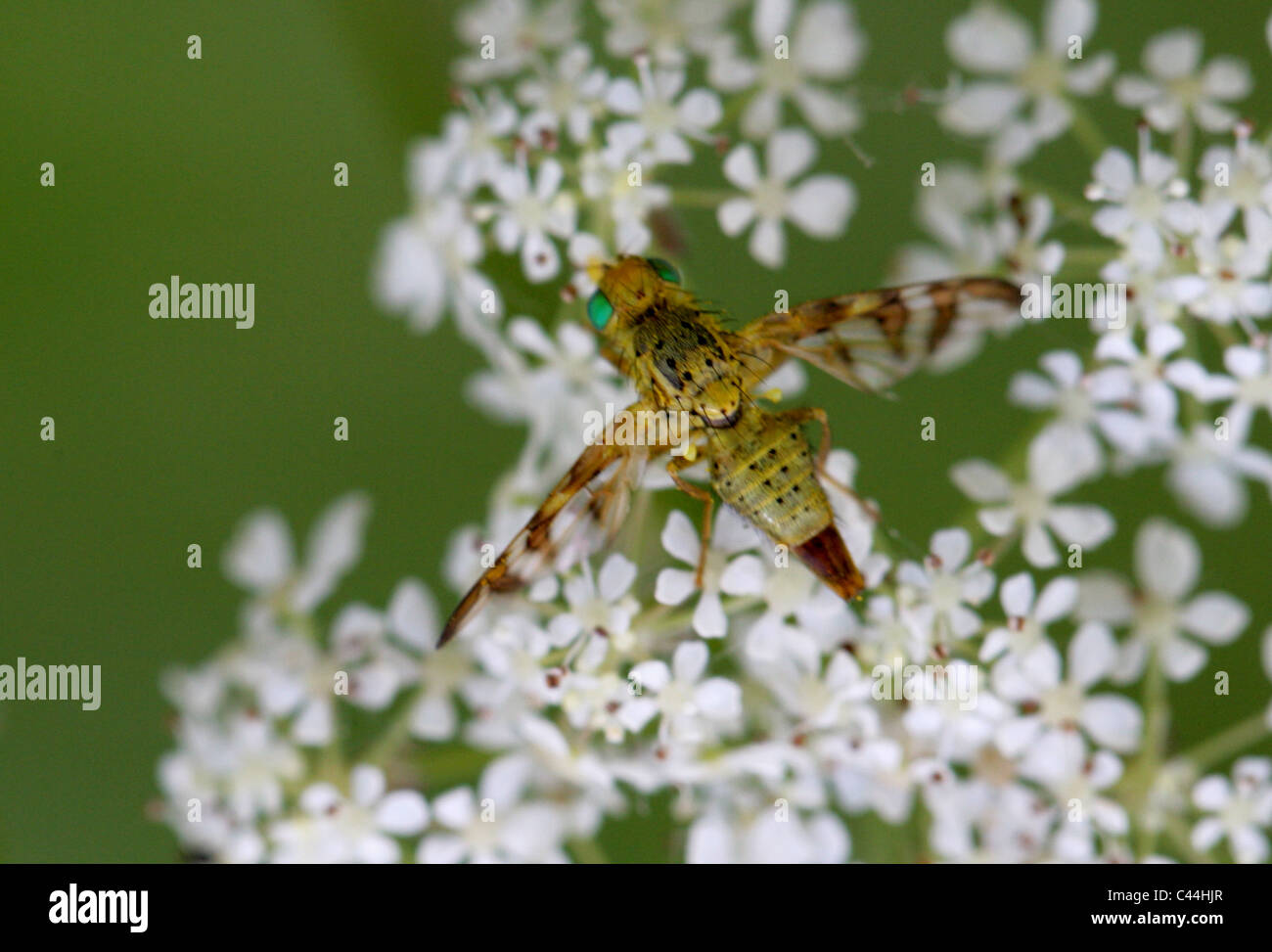 Photo-wing Fruit Fly, Terellia tussilaginis, Diptères Tephritidae, Banque D'Images