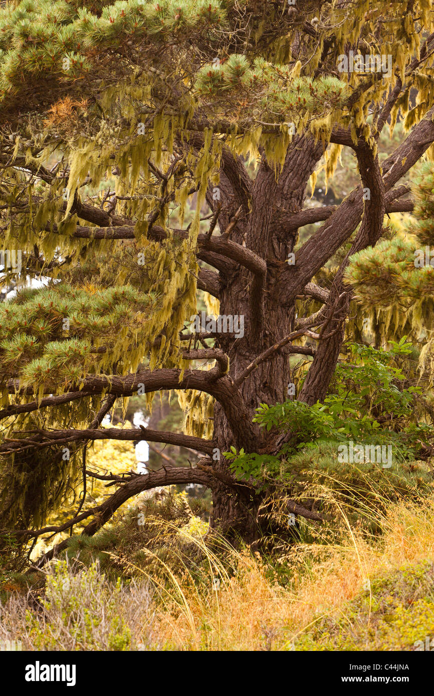 MENDOCINO County, Californie, USA - arbre sur l'autre. Banque D'Images