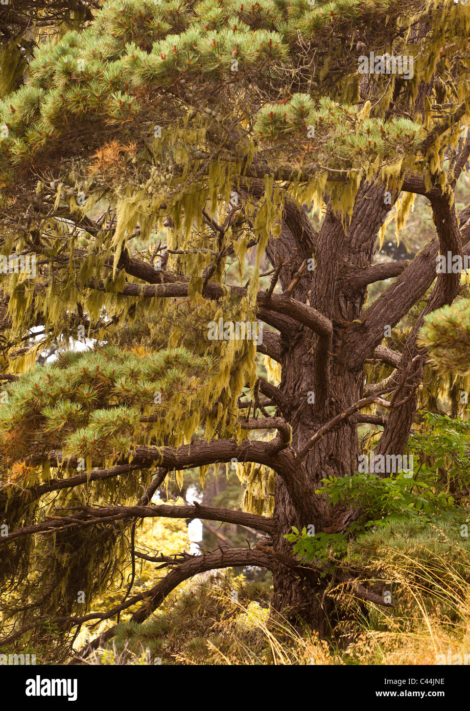 MENDOCINO County, Californie, USA - arbre sur l'autre. Banque D'Images