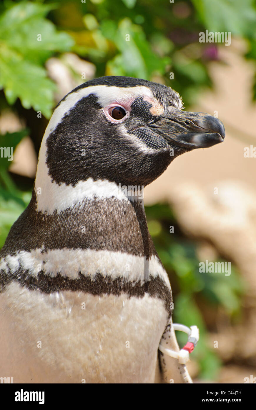 Le pingouin rencontre à SeaWorld. Banque D'Images