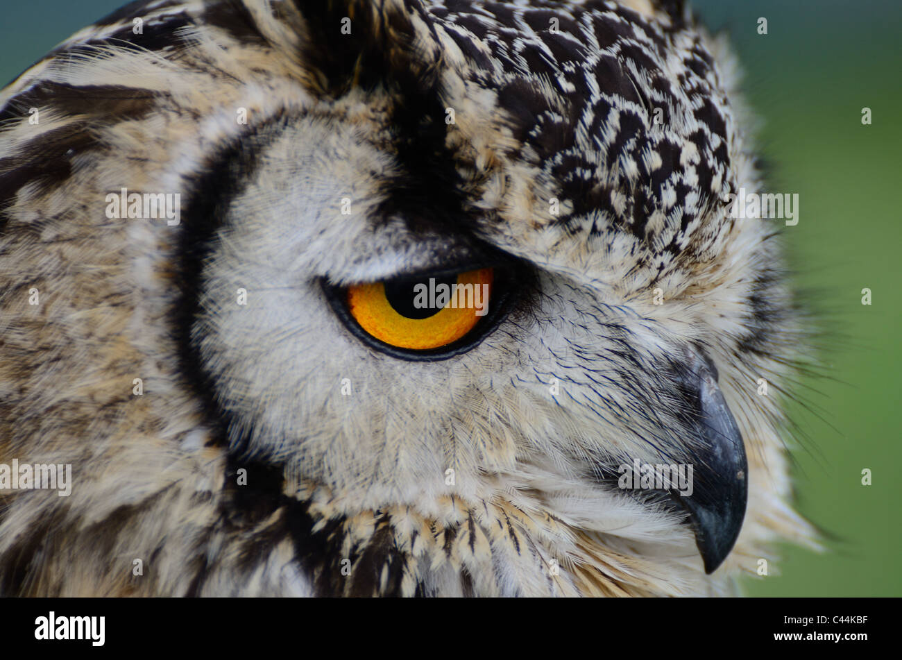 Close up of an Indian Eagle Owl Banque D'Images
