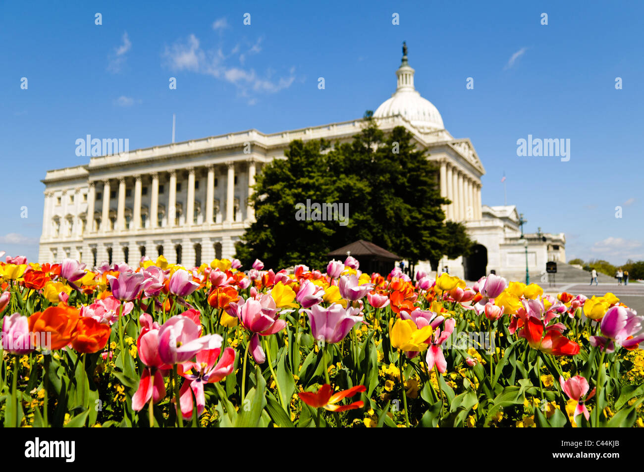 WASHINGTON, DC, États-Unis — Un spectacle vibrant de tulipes printanières fleurit au premier plan, créant un contraste coloré avec le majestueux Capitole des États-Unis en arrière-plan. Cette scène pittoresque capture la beauté de Washington DC au printemps, avec l'architecture néoclassique emblématique du Capitole complétée par les jardins soigneusement aménagés et les arrangements floraux saisonniers. Banque D'Images