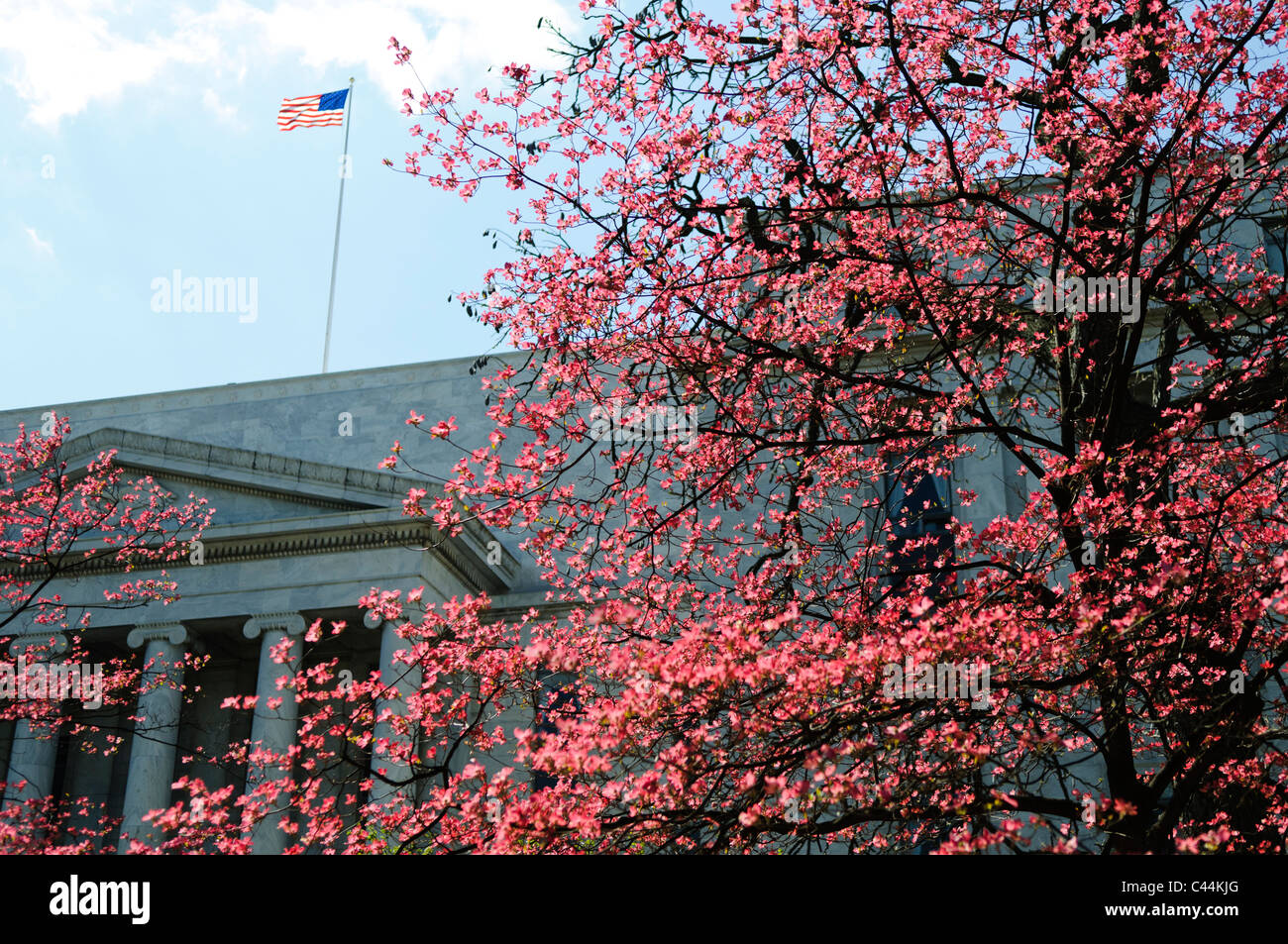 Rayburn House Building Pink Blooms drapeau américain Washington DC // Un arbre aux fleurs rose vif fleurit au printemps contre le Rayburn House Building à côté du Capitole américain à Washington DC. Un drapeau américain flotte dans la brise au-dessus du bâtiment. Image horizontale. Banque D'Images