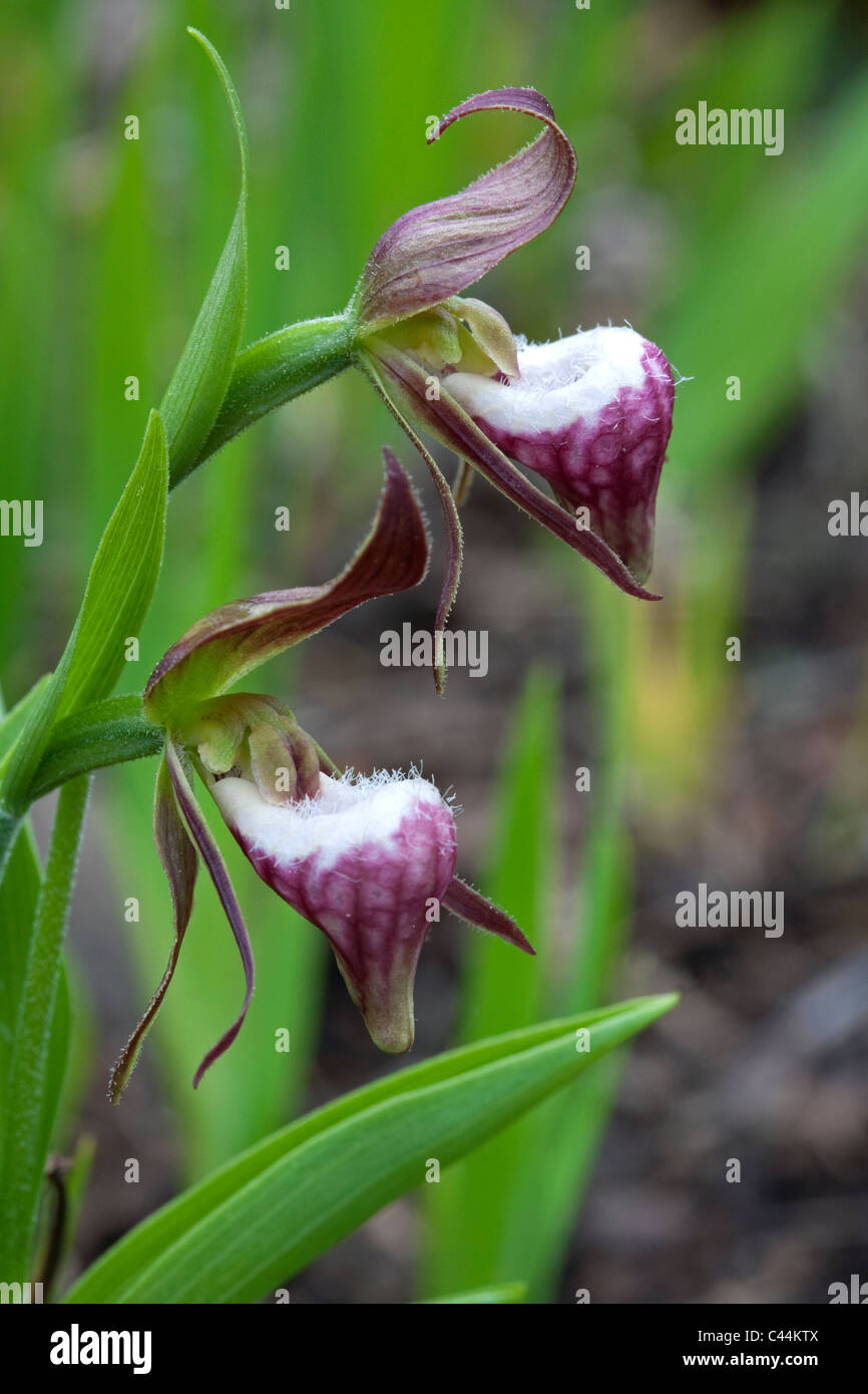 Lady-Slipper à tête de bélier Cypripedium arietinum bloom dans l'Est de l'USA Banque D'Images