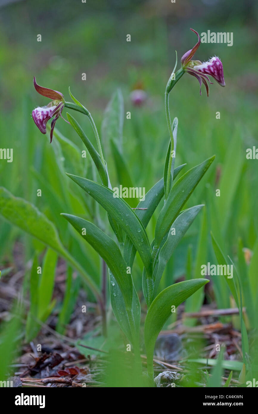 Lady-Slipper à tête de bélier Cypripedium arietinum bloom dans l'Est de l'USA Banque D'Images
