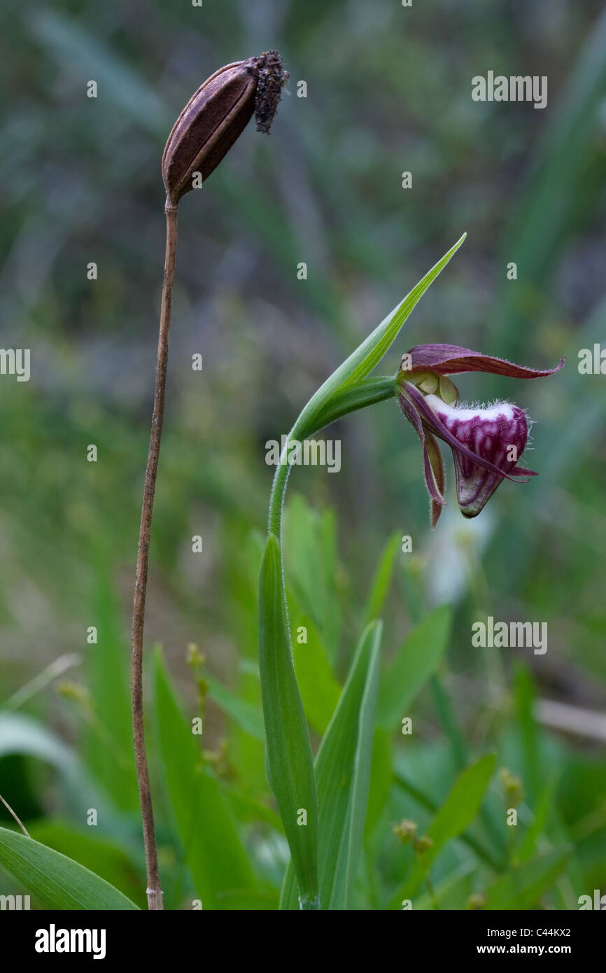 Lady-Slipper à tête de bélier en fleur et gousse d'année précédente Cypripedium arietinum Est des Etats-Unis Banque D'Images