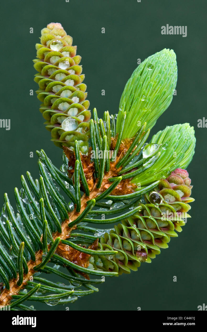 Les cônes de l'Épinette blanche Picea glauca après la pluie Michigan USA Banque D'Images