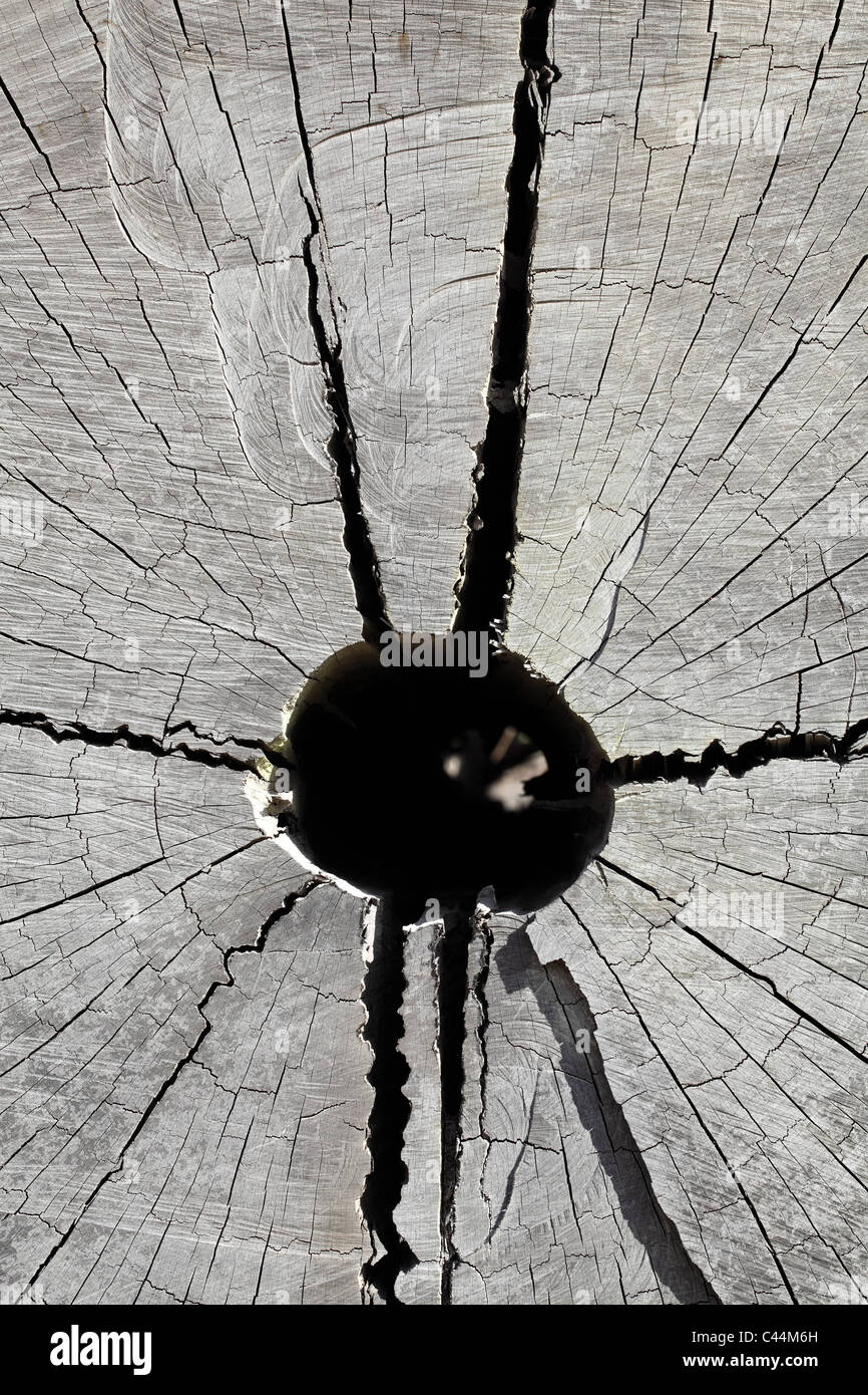 La texture de fond de coupe de bois vieux Banque D'Images