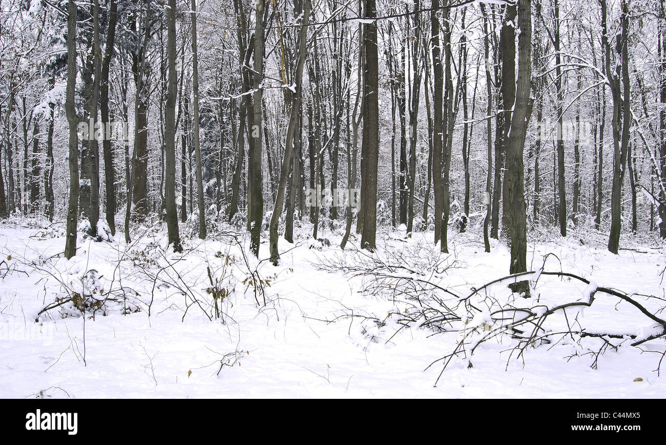 La forêt est enneigée de et par un gel Banque D'Images