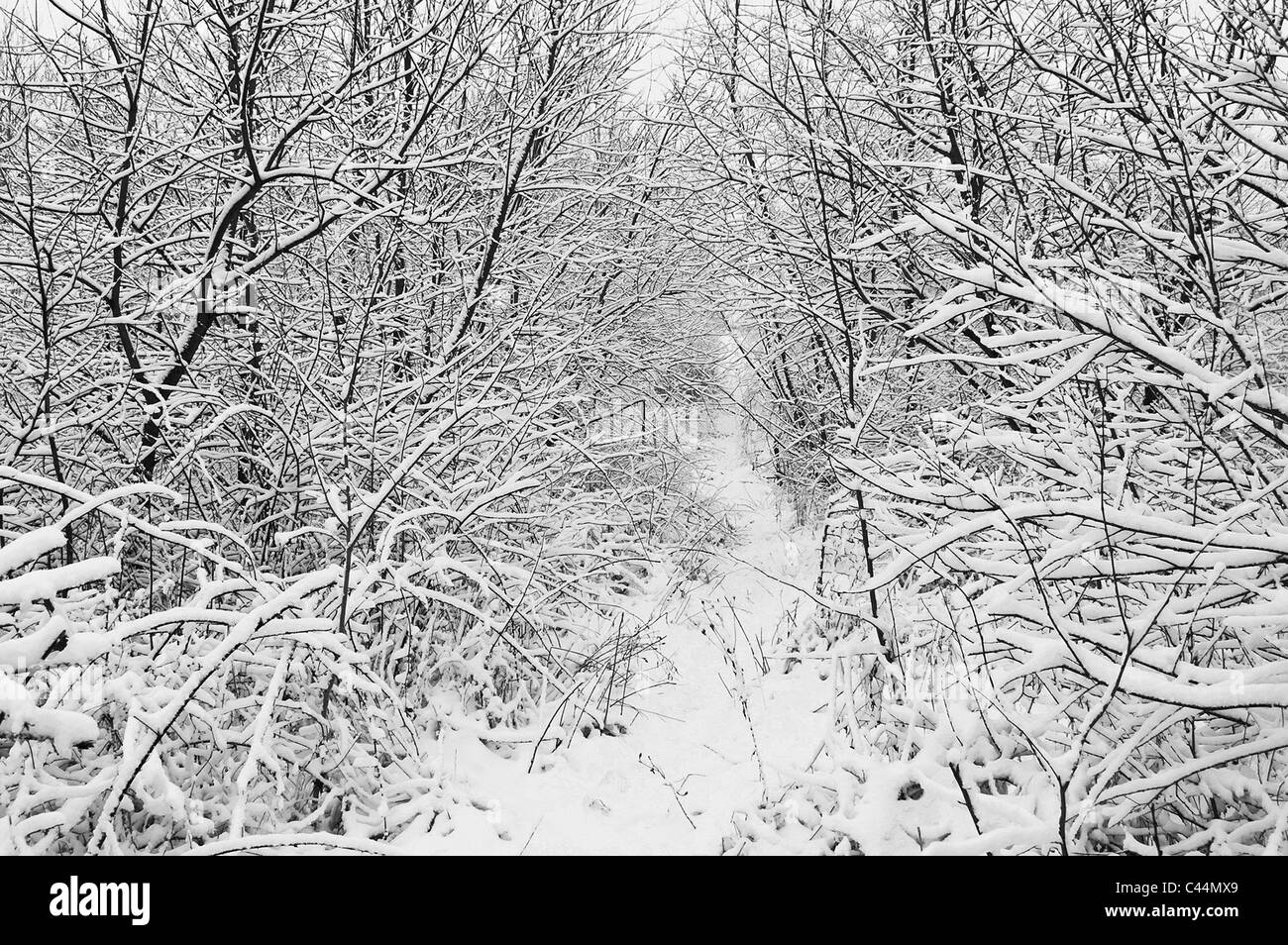 Un chemin est dans la forêt d'hiver Banque D'Images