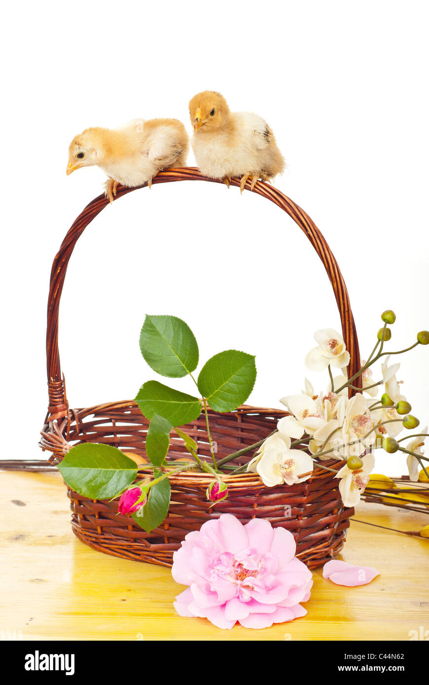 Deux petites chicken reposant sur une poignée du panier de fleurs contre fond blanc Banque D'Images Deux petites chicken reposant sur une poignée du panier de fleurs contre fond blanc Banque D'Images