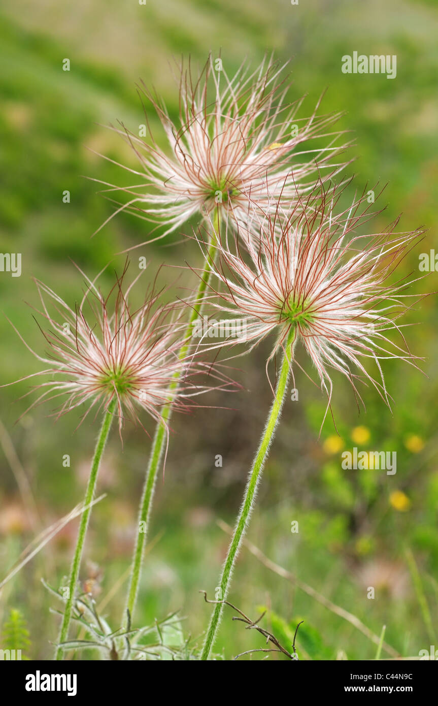 Eastern pasqueflower Pulsatilla patens (), l'Ukraine, l'Europe de l'Est Banque D'Images