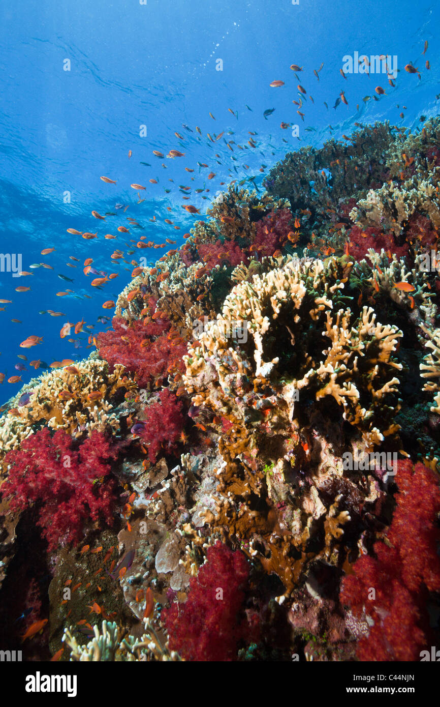 Les récifs coralliens colorés, lagon de Beqa, Viti Levu, Fidji Banque D'Images
