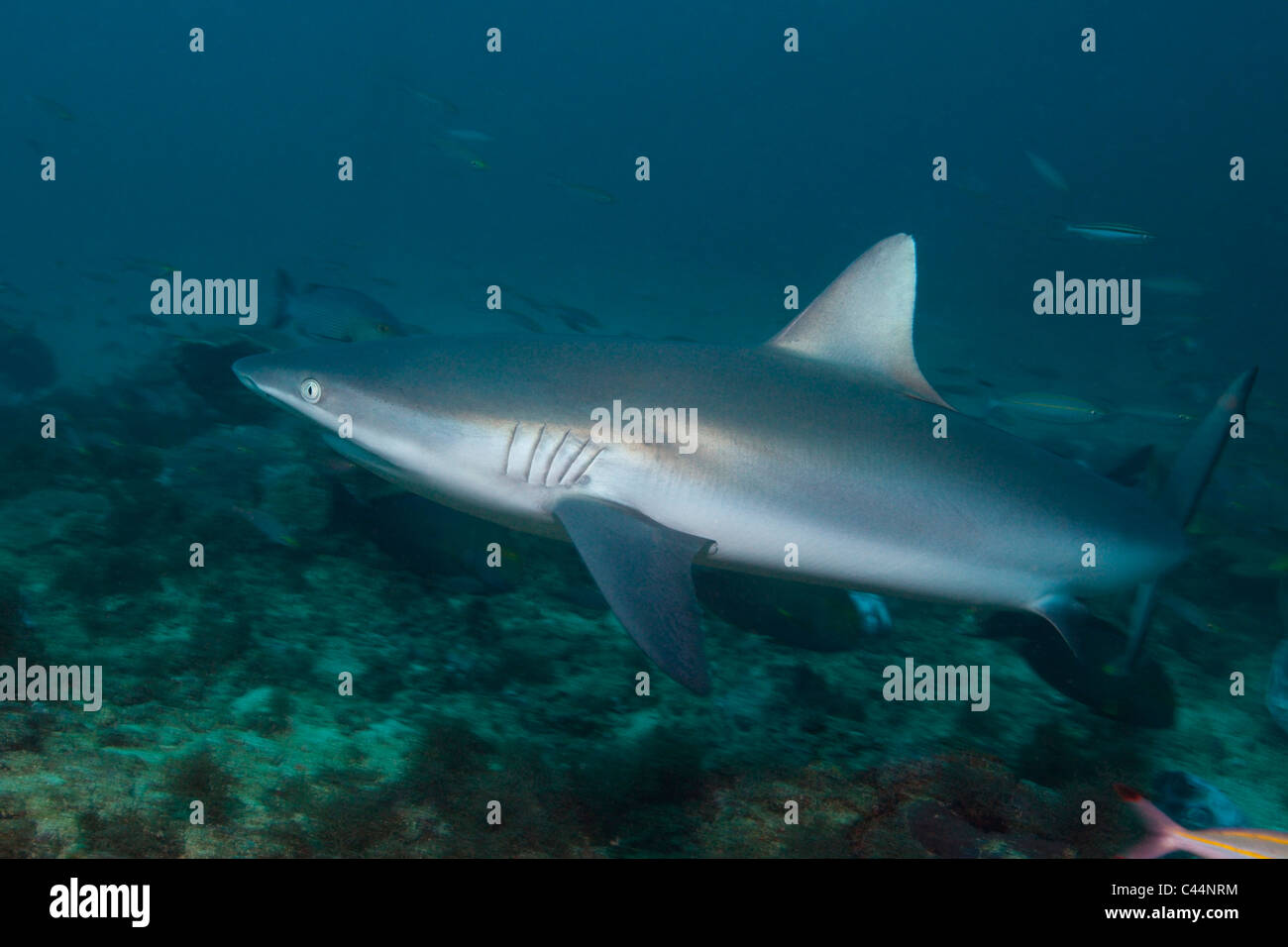 Requin gris de récif, Carcharhinus amblyrhynchos, lagon de Beqa, Viti Levu, Fidji Banque D'Images