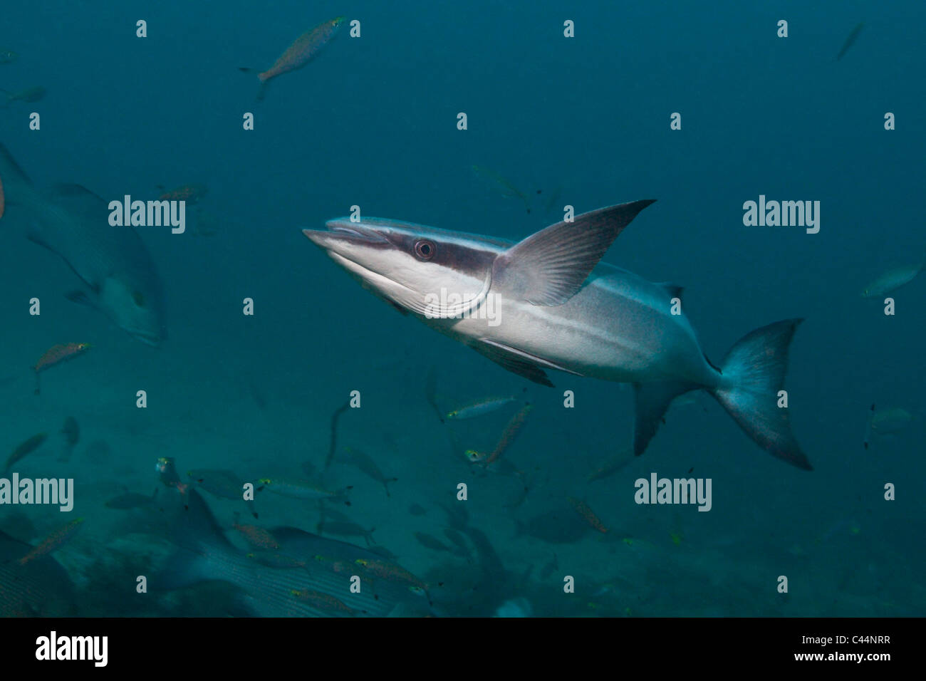 Echeneis naucrates svelte, Suckerfish, lagon de Beqa, Viti Levu, Fidji Banque D'Images