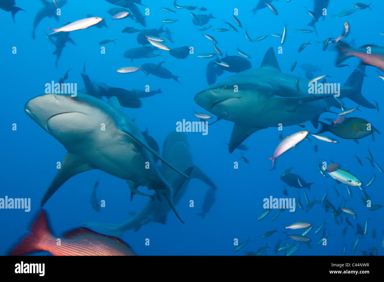 Requins taureaux Banque de photographies et d’images à haute résolution ...