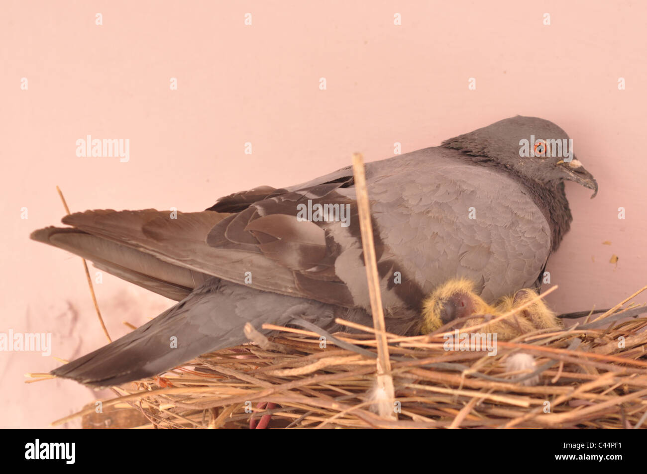 Un pigeon se reposant avec son poussin dans le nid. Banque D'Images