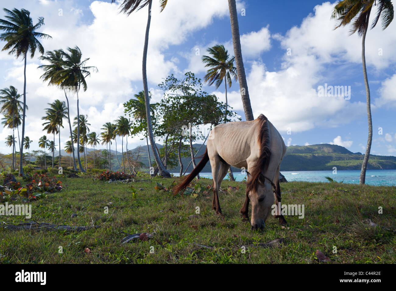Chevaux à la plage près de Las Galeras, Péninsule de Samana, République Dominicaine Banque D'Images