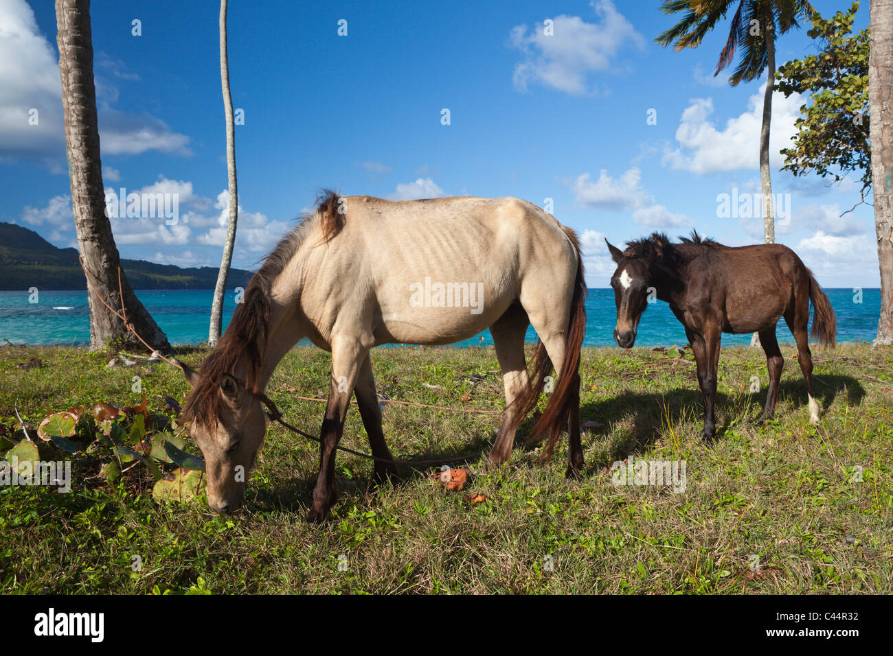 Chevaux à la plage près de Las Galeras, Péninsule de Samana, République Dominicaine Banque D'Images