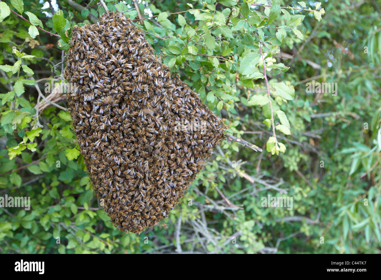 L'essaimage des abeilles dans une haie, East Yorkshire, UK. Essaim d'abeilles Banque D'Images