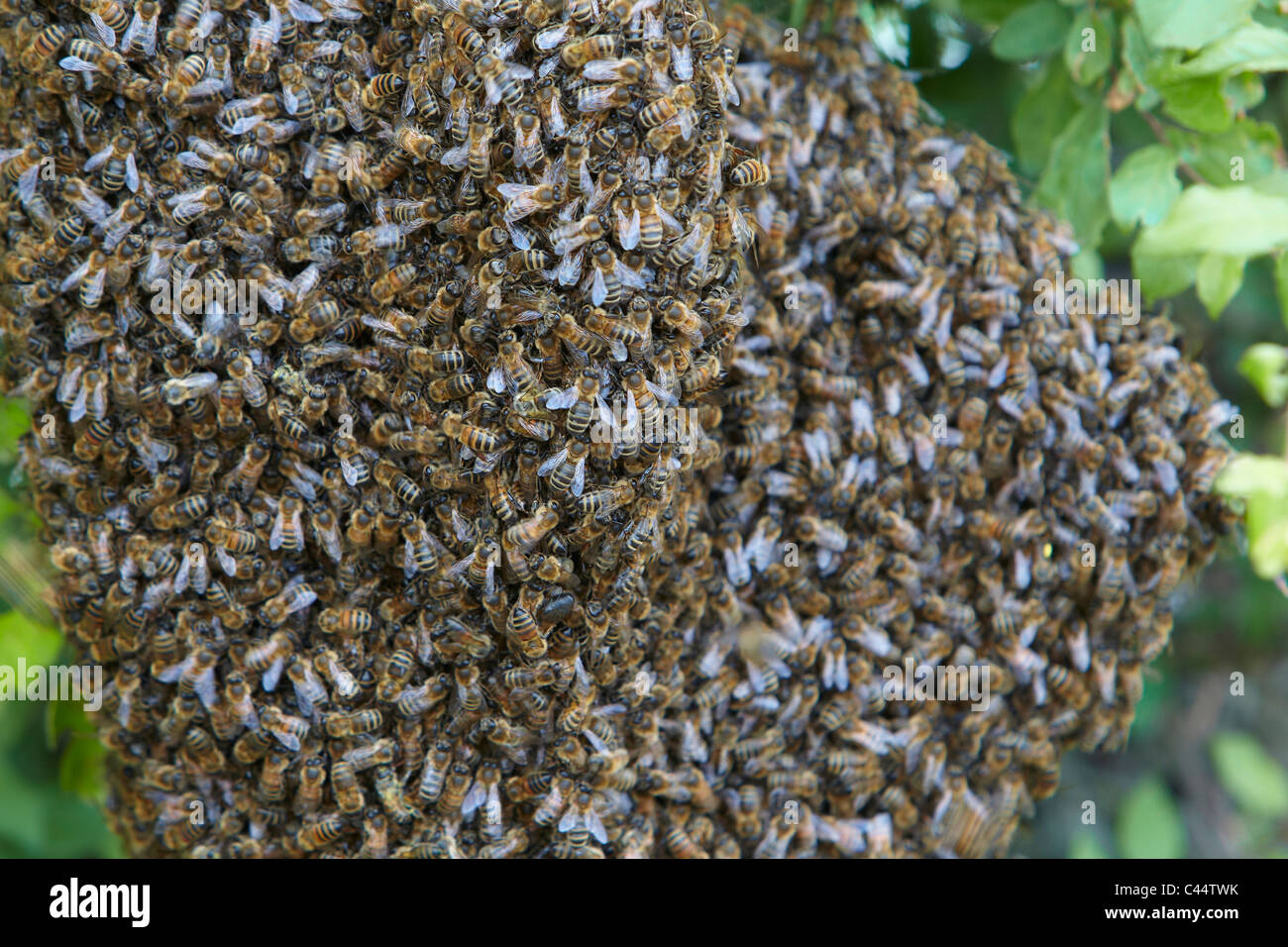L'essaimage des abeilles dans une haie, East Yorkshire, UK. Essaim d'abeilles Banque D'Images