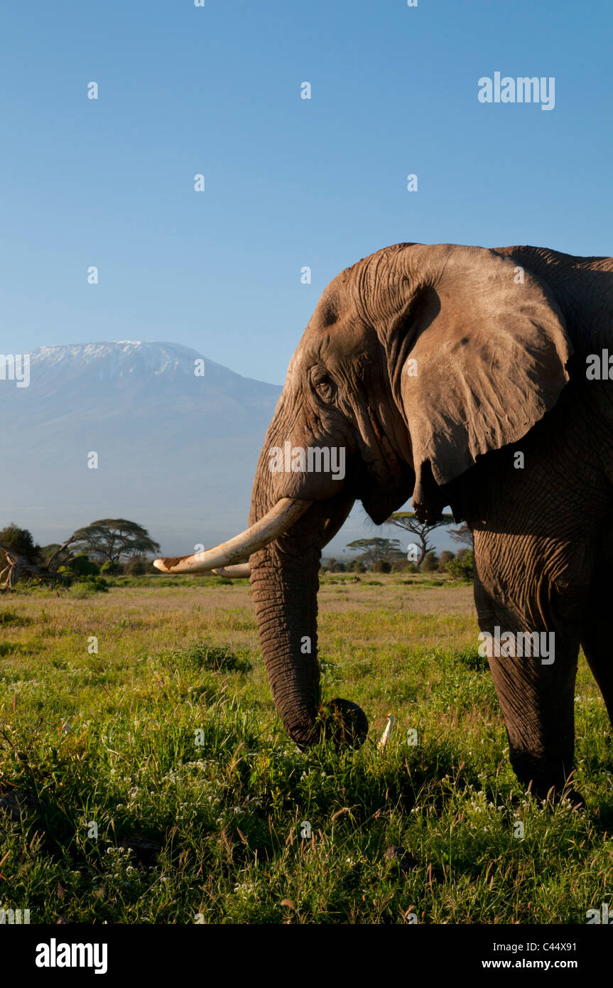 Afrique de l'Est, Kenya, Kilimandjaro, Amboseli, solitaires, Bull, l'éléphant, de la faune, réserve de chasse, parc, attraction touristique, préservation, Banque D'Images