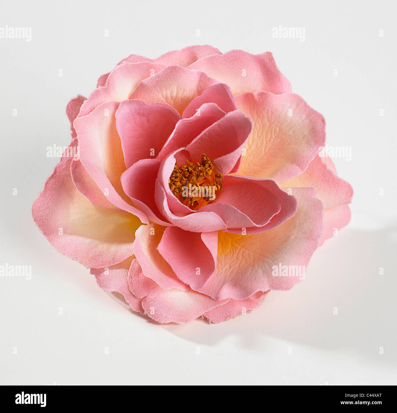 Fleur Rose, Close up Banque D'Images